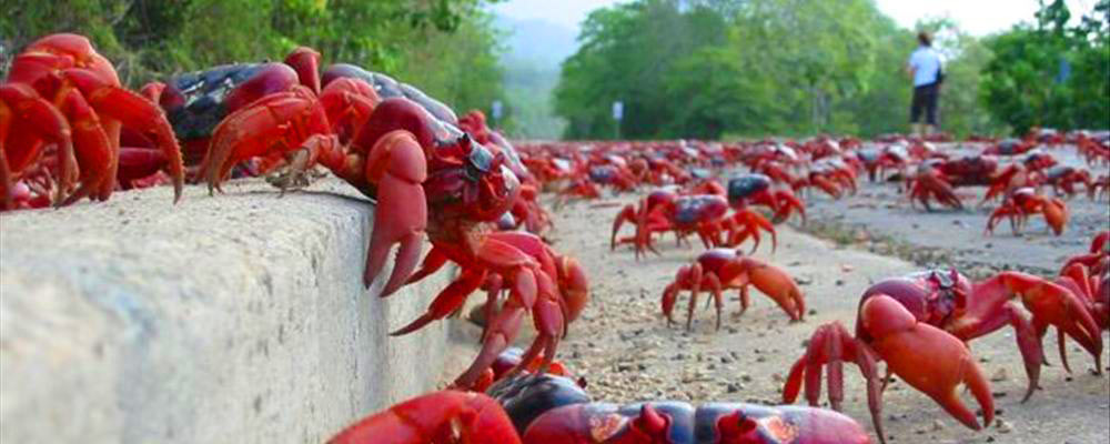 Road Crabs